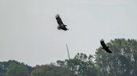 Seeadler-Adler-Wildvogelreservat-Nordkehdingen-Heiko-Reinicke (10)