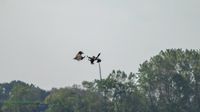 Seeadler-Adler-Wildvogelreservat-Nordkehdingen-Heiko-Reinicke (12)