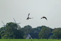 Seeadler-Adler-Wildvogelreservat-Nordkehdingen-Heiko-Reinicke (14)