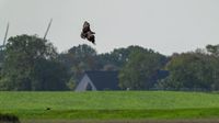 Seeadler-Adler-Wildvogelreservat-Nordkehdingen-Heiko-Reinicke (16)