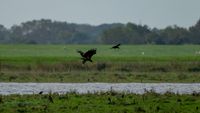 Seeadler-Adler-Wildvogelreservat-Nordkehdingen-Heiko-Reinicke (19)