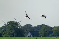 Seeadler-Adler-Wildvogelreservat-Nordkehdingen-Heiko-Reinicke (2)