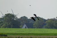 Seeadler-Adler-Wildvogelreservat-Nordkehdingen-Heiko-Reinicke (4)