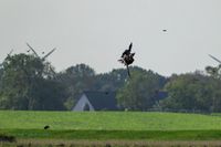 Seeadler-Adler-Wildvogelreservat-Nordkehdingen-Heiko-Reinicke (6)