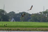 Seeadler-Adler-Wildvogelreservat-Nordkehdingen-Heiko-Reinicke (8)