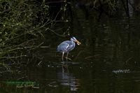 graureiher-plau_am_see-reinicke_heiko-z800mm