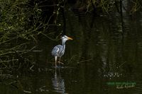 graureiher-plau_am_see-reinicke_heiko-z800mm