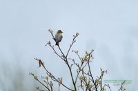 erlenzeisig-plau_am_see-reinicke_heiko-z800mm-z8-nikon