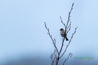 erlenzeisig-plau_am_see-reinicke_heiko-z800mm-z8-nikon