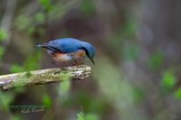 kleiber-plau_am_see-reinicke_heiko-z800mm-z8-nikon