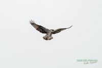 fischadler-osprey-reinicke_heiko-z800mm-z8-nikon