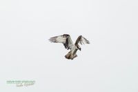 fischadler-osprey-reinicke_heiko-z800mm-z8-nikon