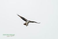 fischadler-osprey-reinicke_heiko-z800mm-z8-nikon (4)