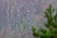 five_eagles-seeadler-reinicke-z800mm-z8-nikon