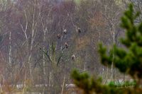 f&uuml;nf_eagles-seeadler-reinicke-Alpha1-FE200-600mm-sony