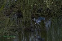 graureiher-nature_train_photo-mecklenburg-sony-a1