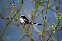 schwanzmeise-reinicke-nature_train_photo--nikon-z8