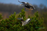 030-graureiher-baum-plau_am_see-reinicke-nature_train_photo--nikon-z8 (1)