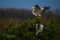 031-graureiher-baum-plau_am_see-reinicke-nature_train_photo--nikon-z8 (2)