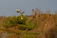 032-graureiher-baum-plau_am_see-reinicke-nature_train_photo--sony-a1