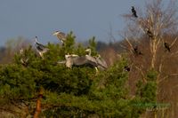 033-graureiher-baum-plau_am_see-reinicke-nature_train_photo--sony-a1 (1)