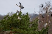 034-graureiher-baum-plau_am_see-reinicke-nature_train_photo--sony-a1 (2)