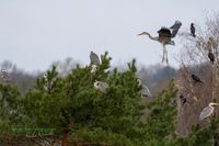 035-graureiher-baum-plau_am_see-reinicke-nature_train_photo--sony-a1 (3)