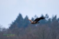 039-seeadler-plau-mecklenburg-reinicke-z8-800mm