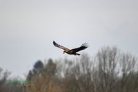 seeadler-plau-mecklenburg-reinicke-z8-800mm (1)