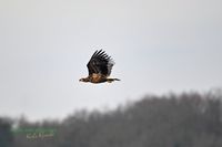 seeadler-plau-mecklenburg-reinicke-z8-800mm (2)