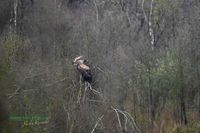 seeadler-plau-mecklenburg-reinicke-z8-800mm (3)