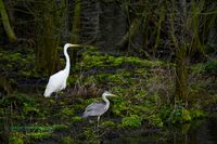 graureiher-silberreiher-plau-mecklenburg-reinicke-z8-800mm