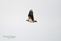 osprey-fischadler-plau-germany-z8-800mm