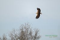 seeadler-sea_eagle-germany-deutschland-mecklenburg