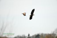 seeadler-sea_eagle-germany-deutschland-mecklenburg