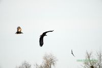 seeadler-sea_eagle-germany-deutschland-mecklenburg