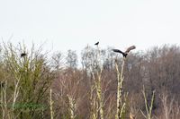 sea_eagle-seeadler-germany-mecklenburg-sony-alpha