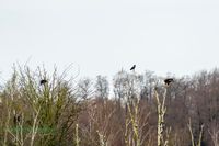 sea_eagle-seeadler-germany-mecklenburg-sony-alpha-reinicke