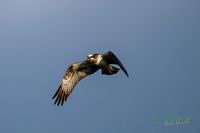 osprey-reinicke-fischadler-nikon-z800mm-mecklenburg