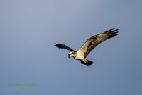 osprey-reinicke-fischadler-nikon-z800mm-mecklenburg-reinicke_heiko