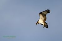 osprey-reinicke-fischadler-nikon-z800mm-mecklenburg-reinicke_heiko