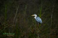 graureiher-mecklenburg-reinicke-nature_train_photo