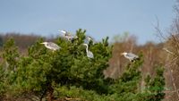 graureiher-mecklenburg-reinicke-nature_train_photo