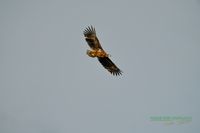 seeadler-plau_am_see-z_800mm-z8