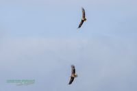 seeadler_paar-plauer_see-reinicke-sony-a1