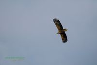 reinicke-nature_train_photo-nikon-z8-eagle