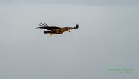 reinicke-nature_train_photo-nikon-z8-seeadler