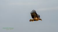 reinicke-nature_train_photo-nikon-z8-seeadler