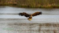 Seeadler und Fischadler in Mecklenburg