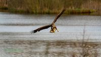 reinicke-osprey-seedaler-mecklenburg-adler-telefoto